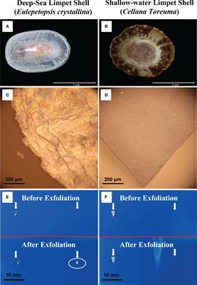 An insight into the microstructures and composition of 2,700 m-depth deep-sea limpet shells
